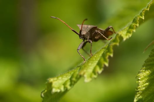 Stink bug