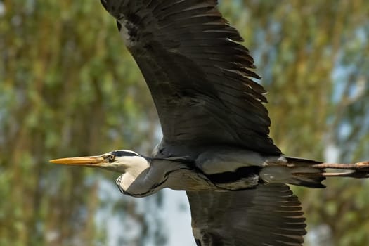sleek grey heron