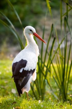 Stork