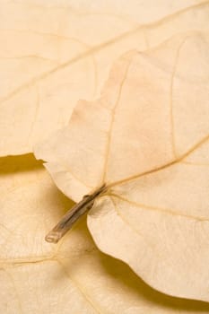 Foliage texture