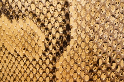 Snake Skin Macro