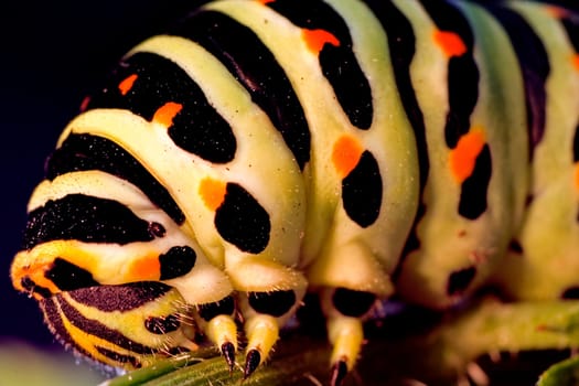 Swallowtail II