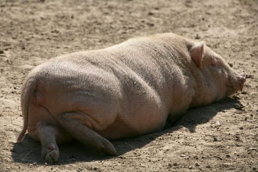 A somewhat misleading name: even these pigs can weigh over 100 kg! Normally,however,about 30-60 kilos are available.