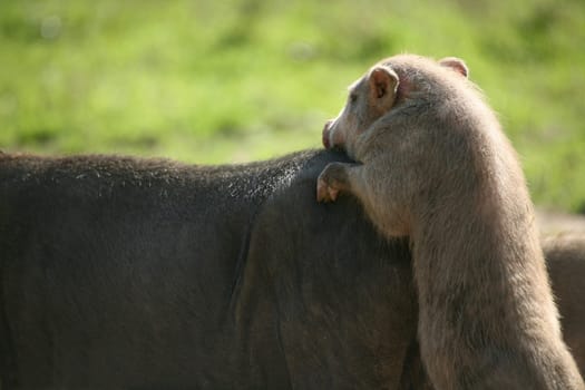 Happy pigs in frailand husbandry