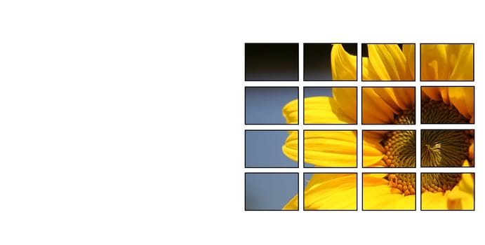 Sunflower cut