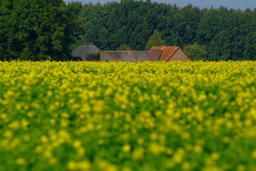 Rapeseed field in autumn