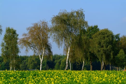Birches in the rapeseed field