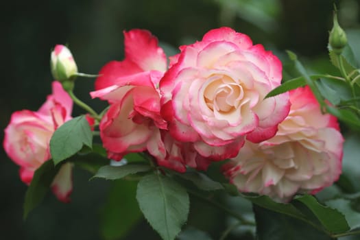 Excerpt from the fairy tale "The Angel"" ""Which ones do we want to take with us and transplant into heaven? the angel asked. There stood a slender,noble rosebush,but a rough hand had broken its trunk,so that the branches,which were full of"