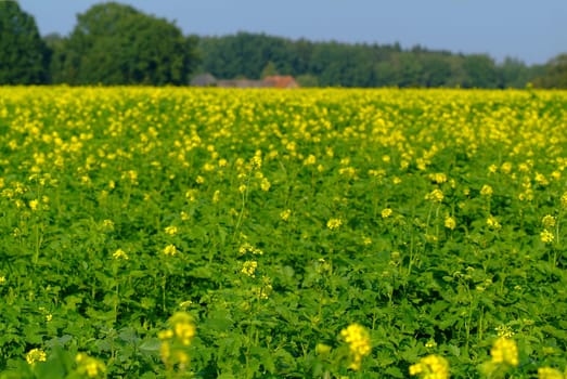 Luminous rapeseed field