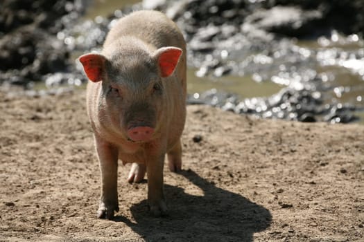 A somewhat misleading name: even these pigs can weigh over 100 kg! Normally,however,about 30-60 kilos are available.