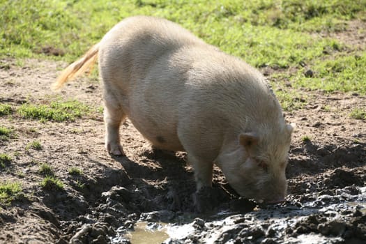Mini pig at the mud bath