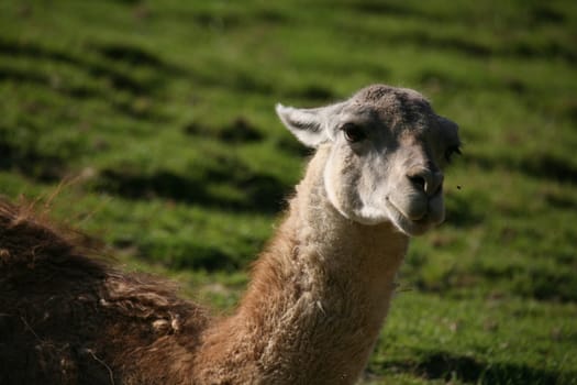 Portrait of a guanaco