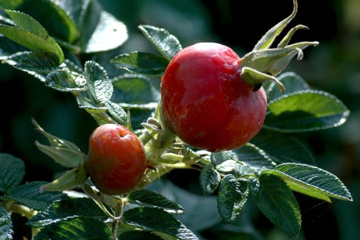 Haws