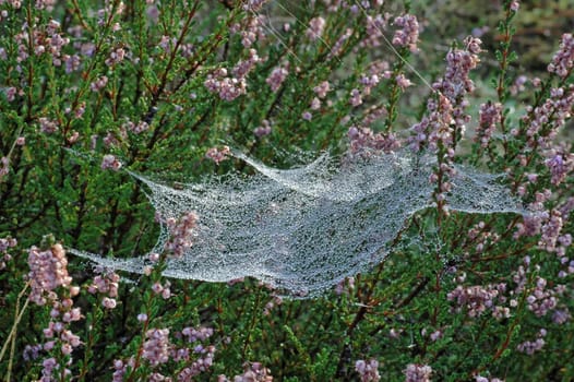 Morning dew