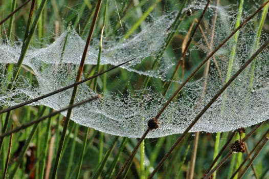 Morning Dew 2