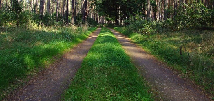 forest path