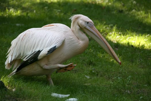Pink pelican in an animal park