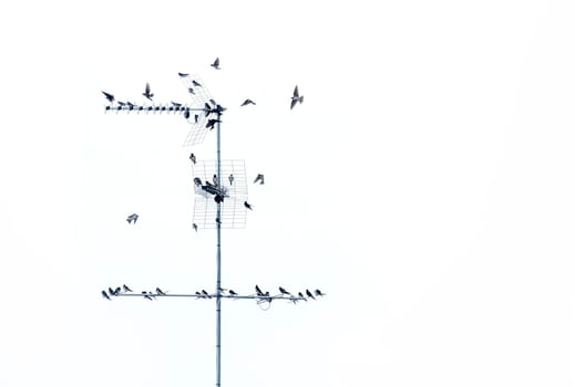 Flock of birds 01