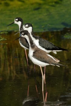 avocets in conversation