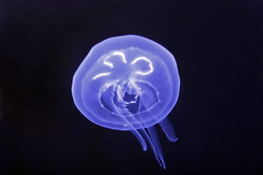 Jellyfish