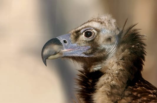 The Black Vulture (Aegypius monachus) is a species of bird in the Aegypidae family. It is over one meter long,making it even larger than the griffon vulture (fulvus) and thus the largest bird of prey after the bearded vulture (Gypaetus barbatus).