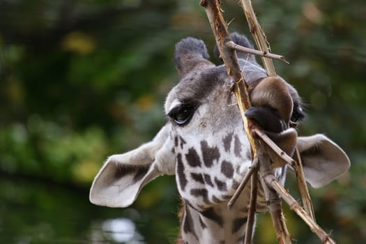 Giraffe with dynamism