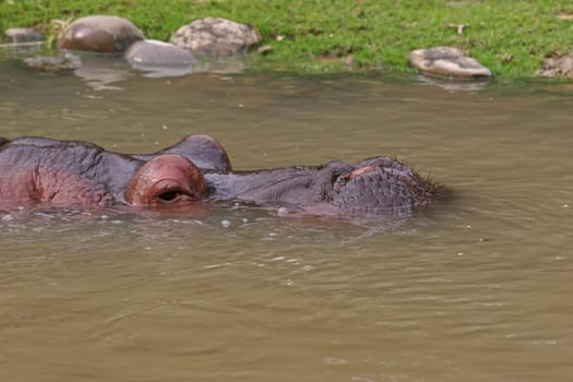 HIPPOPOTAMUS