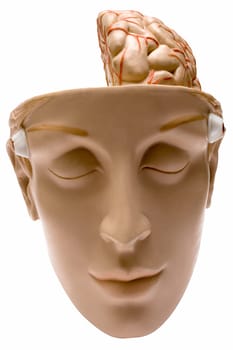 Brain
