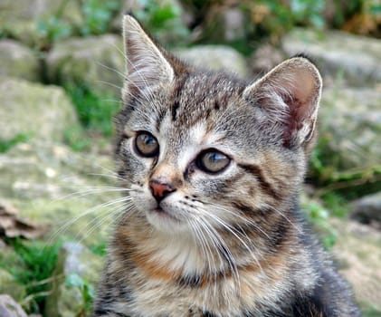 grey-red tabby cat