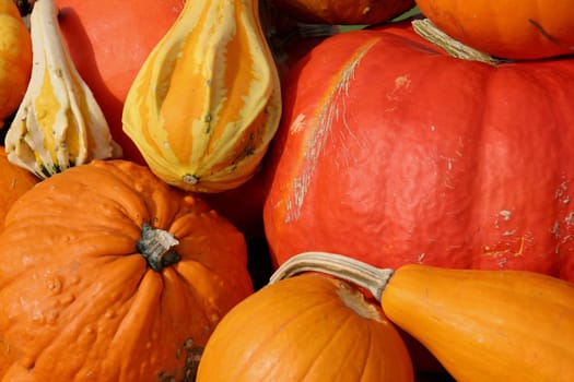 Pumpkin Collection