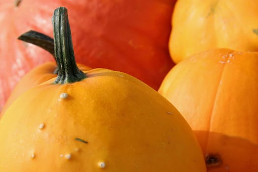 All pumpkin
