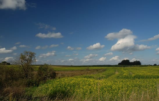 Believe me or not,this picture was taken today! I wondered myself about the beautiful weather and also about the flowers! Thanks to Anna,I now know that it's black mustard! My husband told me that it's rapeseed.