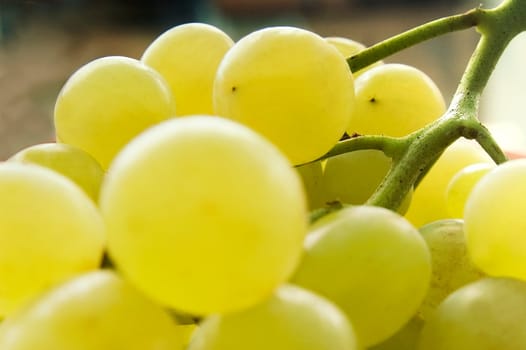 Grapes