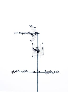 Flock of birds 02