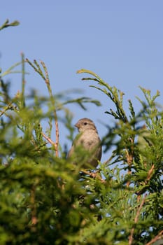 Framed sparrow