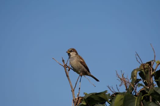 Sparrow balancing act