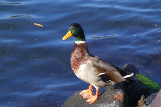 Mallard