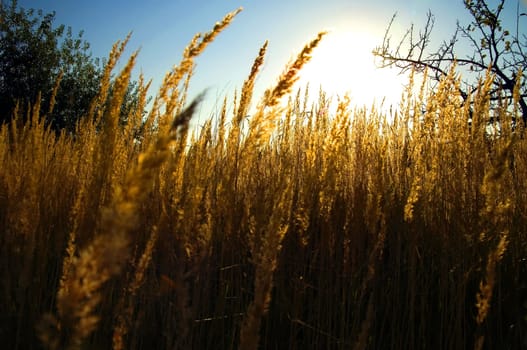 Grasses in the light