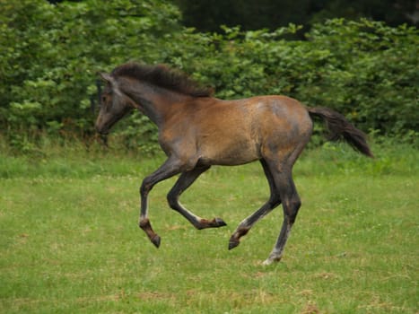 Foals at a gallop