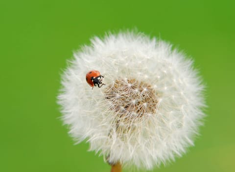 Coccinella