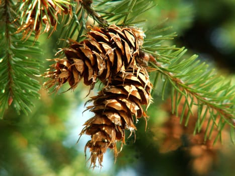 Fir cone