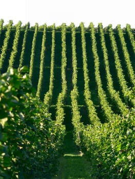 In the vineyard