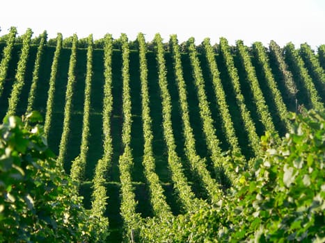 In the vineyard