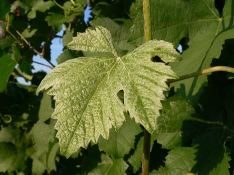 Leaf