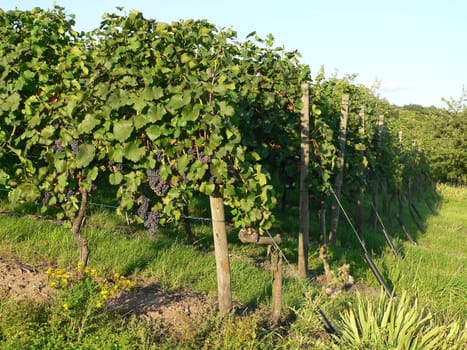 Vines