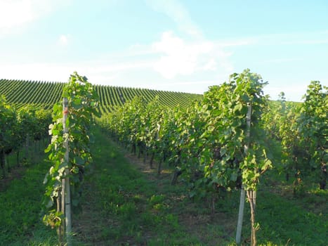 Vines