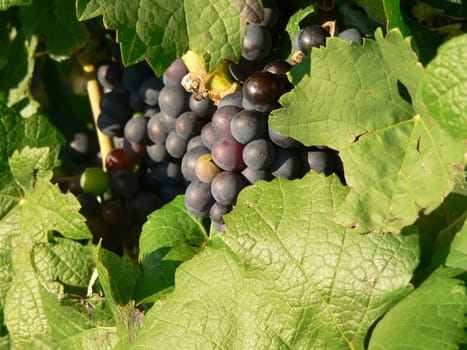 Bunches of grapes