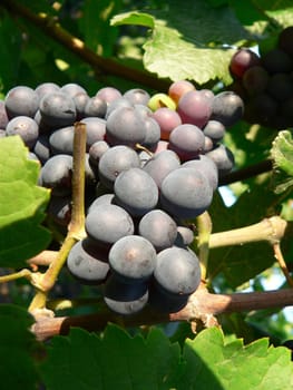 Blue grapes