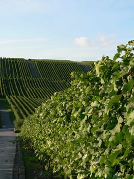 Vineyards