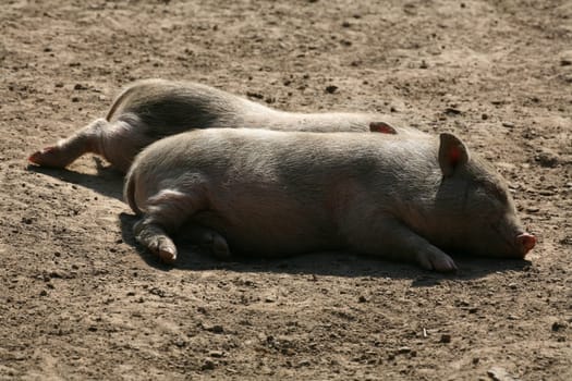 Happy pigs in frailand husbandry